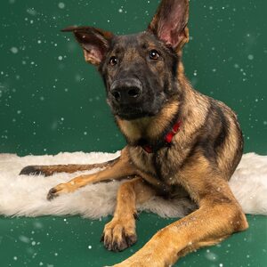 Team Page: Guided by Beck, Walking For Sage